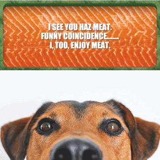 social meme kit download.gif